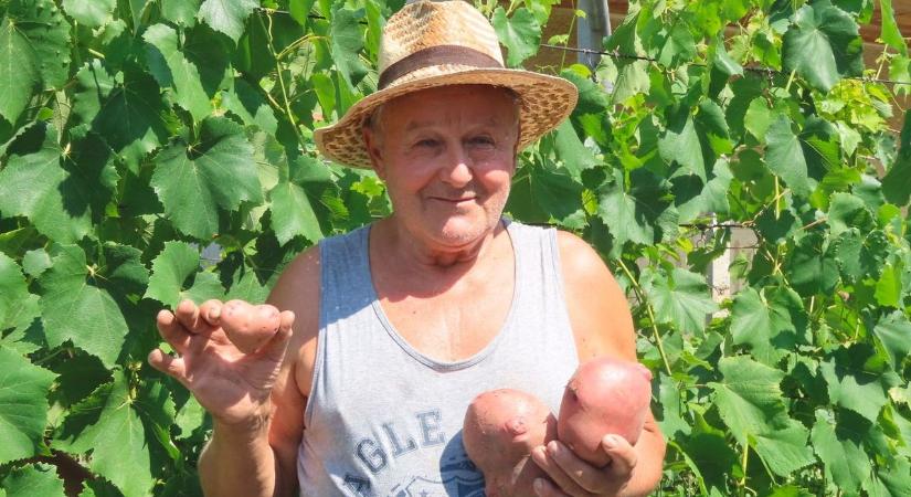 Megpucolod, kidobod? Mindenki háztartásában felesleges, de senki nem gondolná mi mindenre jó