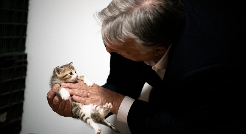 Macskaasztallal és oroszlánbajusszal tüzeli a DPK-tagokat hírlevelében Orbán Viktor