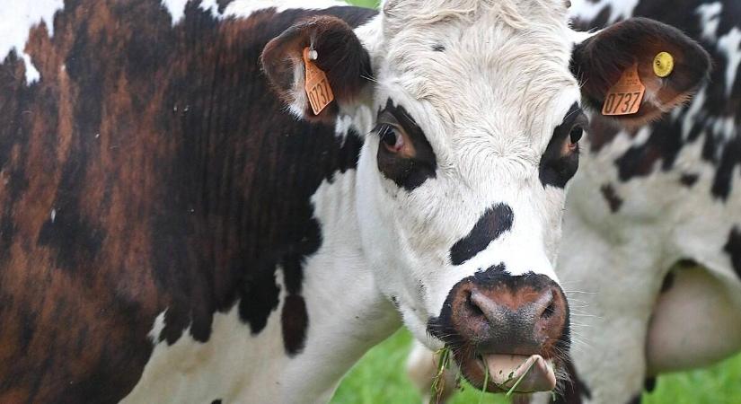 Egységesítés a szarvasmarha-genetikában: új irányt mutat az EU
