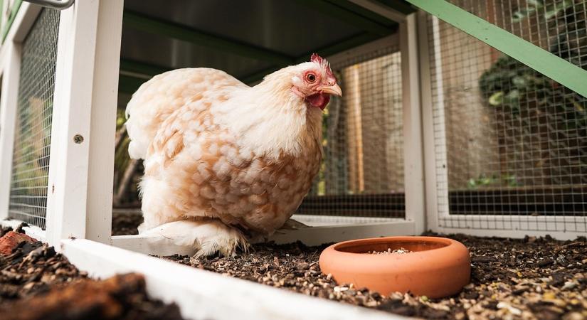 Baromfitartás: Antibiotikumok ész nélkül?