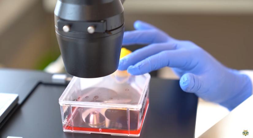 Egyedülálló innovációval küzdenek az antibiotikum-rezisztencia ellen a Debreceni Egyetem kutatói