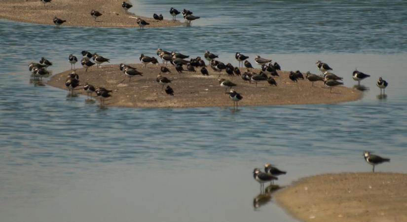 Megindult a madárvonulás a Körös-Maros Nemzeti Parkban