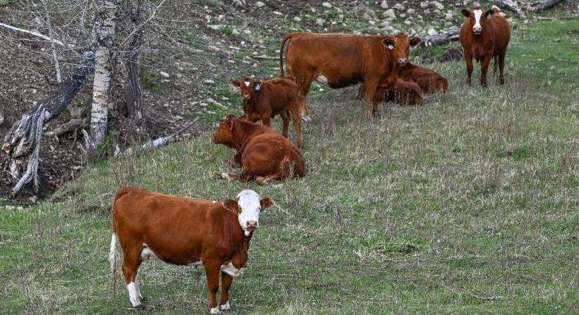 Rendkívüli időszak a húspiacon, a csúcsokat ostromolja a marhahús ára