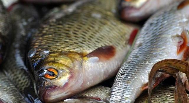 Aszály, árnyomás és fogyasztáscsökkenés szorításában a magyar halászat