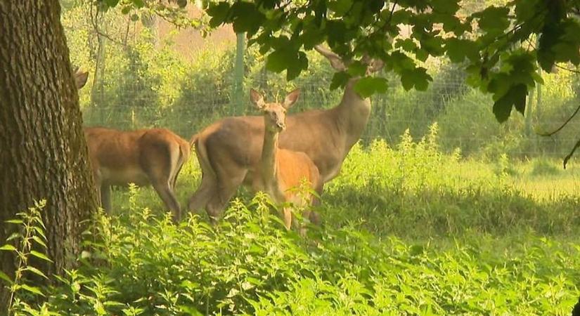 Újabb betörésen kapott magyar férfi bukott le, ezúttal Karintiában