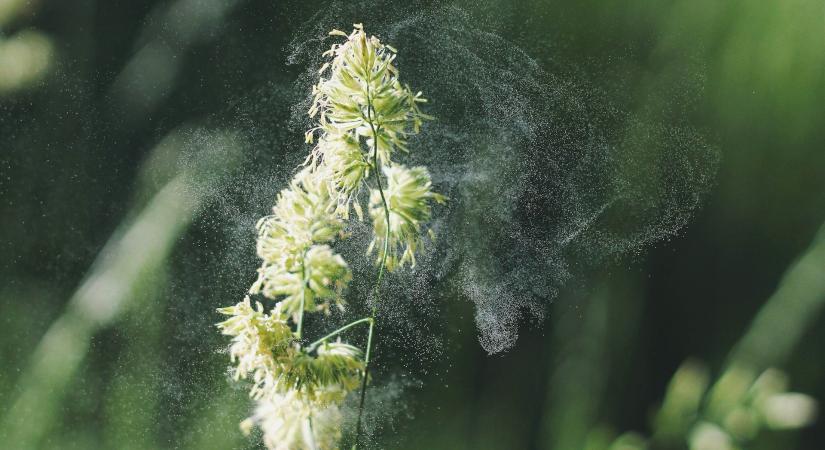 Ma erős tüneteket is produkálhatnak az allergiások. Pollenhelyzet Magyarországon