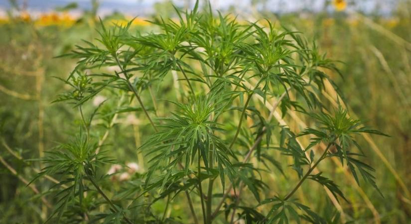 Durvul a parlagfű-helyzet, az allergiások jobb, ha készülnek