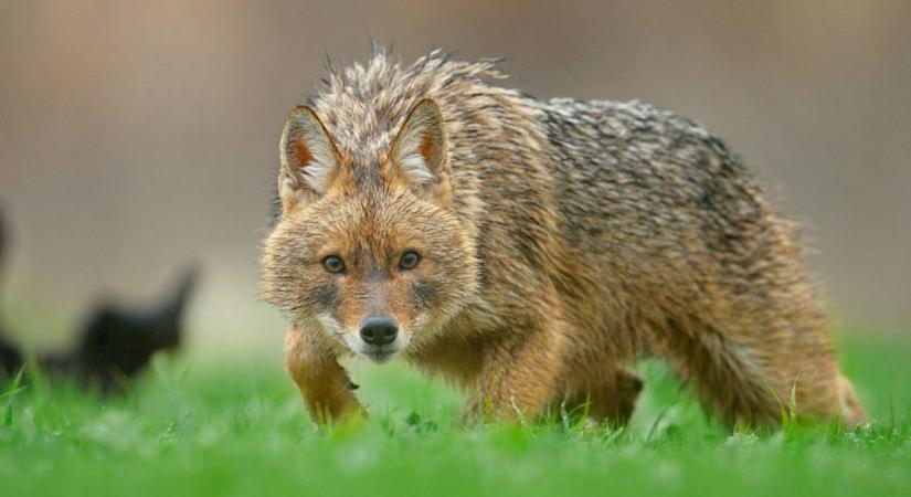 Az aranysakál terjeszti, emberre is veszélyes!