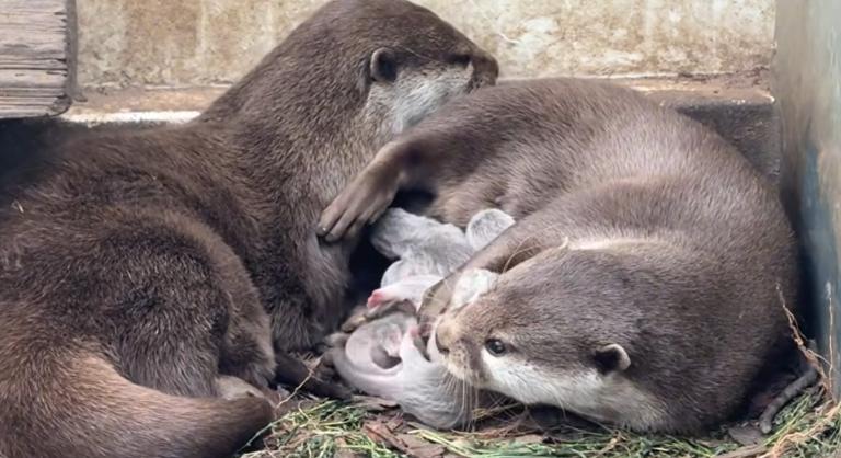 Bébibumm a Nyíregyházi Állatparkban, itt az első videó az apró jövevényekről