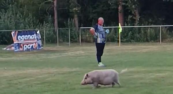 "Zsíronaldo": Igazi disznó szólózott a pályán a magyar focimeccsen - videó