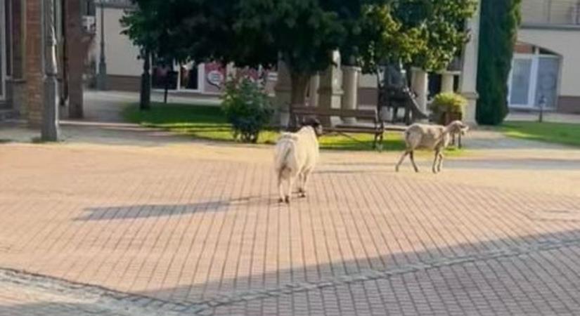 Birkák csatangolnak Kalocsa utcáin, egy órás üldözés sem volt elég a befogásukhoz