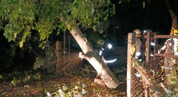 Kettéhasadt nagyméretű fa veszélyeztette a Makai utcában közlekedőket