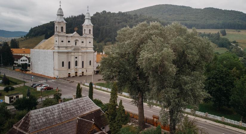 Felmérik Csíkszereda tíz ikonikus fájának az állapotát