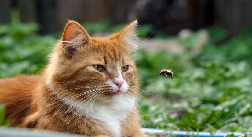 Ezt tedd azonnal, ha a macskádat darázs vagy méh csípte meg