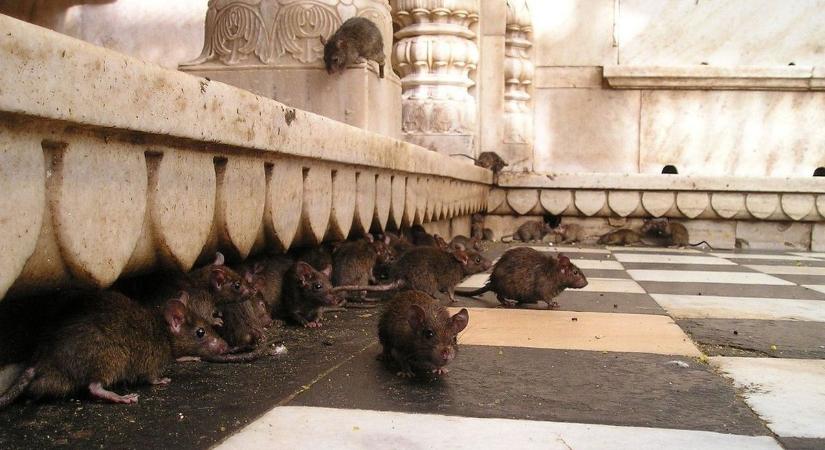 Patkányinváziót emlegetnek Budapesten – Karácsonyék spórolása is a háttérben állhat