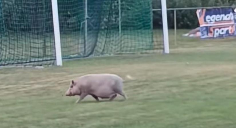 Pályára rohanó disznó lopta el a show-t a magyar focimeccsen