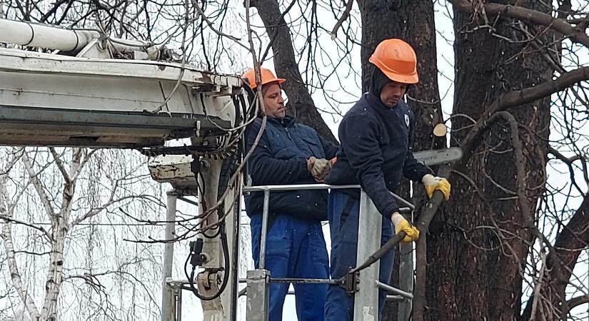 Metszik, szépítik a fákat, két problémás példányt kivágnak