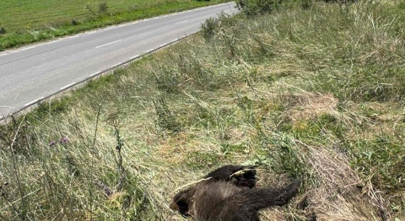 A napokban két medvét gázoltak halálra Háromszéken