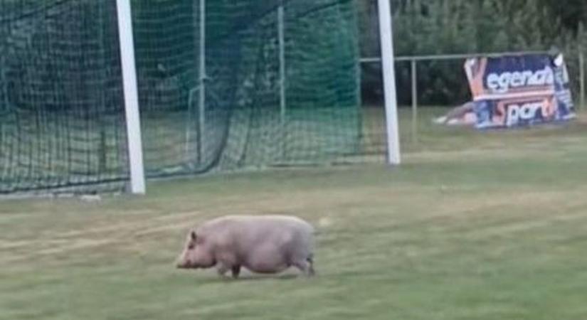 Pályára beszaladó malac miatt szakadt félbe egy megyei III.-as meccs - videó