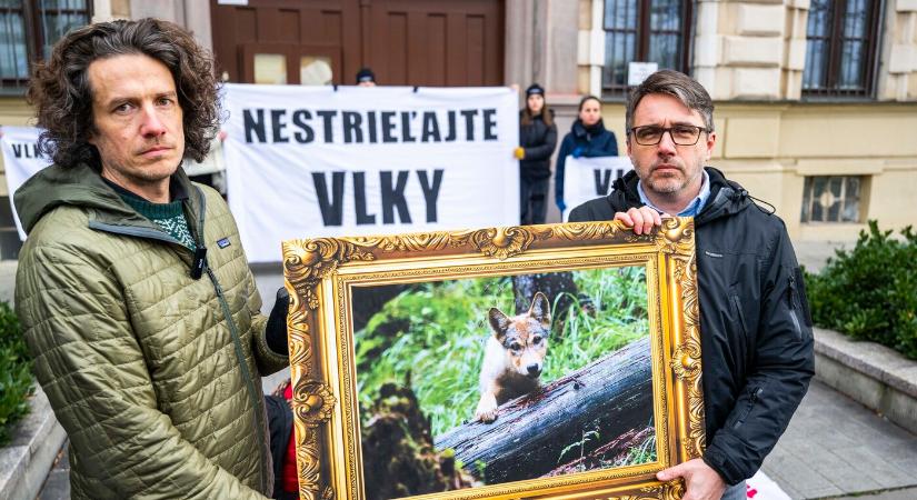 Kedden eldőlhet a szlovákiai farkasállomány sorsa, a természetvédők szerint indokolatlan a vadászatuk