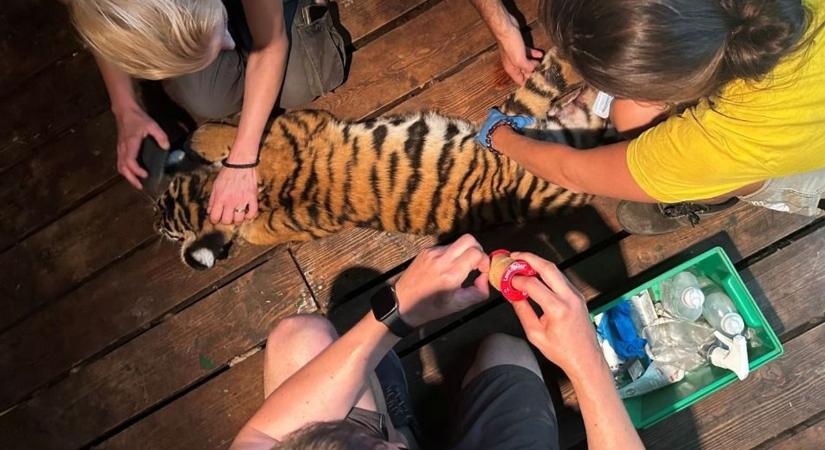 Agyvérzést kapott Szása, a budapesti állatkert kistigrise – ezt lehet tudni most az állapotáról