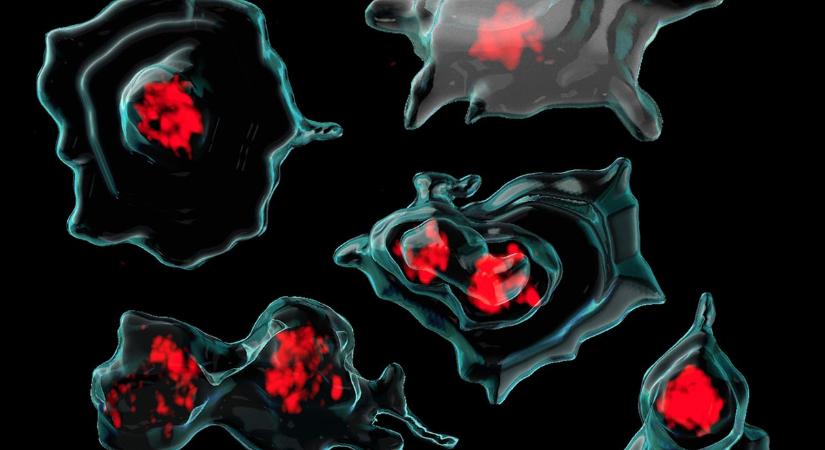 A vérlemezkék segíthetnek a rák diagnosztizálásában