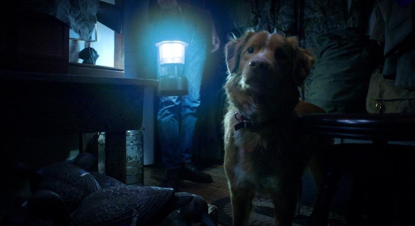 Az utóbbi évek legkülönlegesebb horrorja lesz a Good Boy – Itt az előzetes!