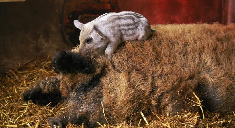 Nemzeti kincs a mangalica – Így került a kihalás széléről a világpiacra