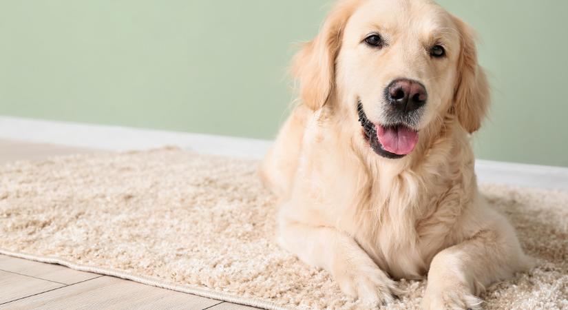 Tacskó és golden retriever a szülők: ezek a cuki kölykök születtek - Fotók