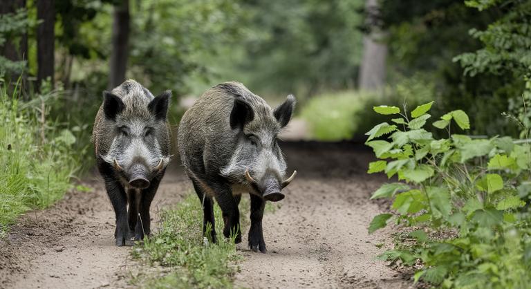 Kékké válnak belülről a vaddisznók, kiderült a váratlan színváltozás oka