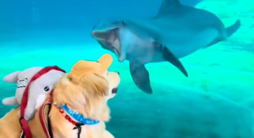 Delfinnel találkozik a golden retriever: a reakciójuk lenyűgözi a világot - Videó