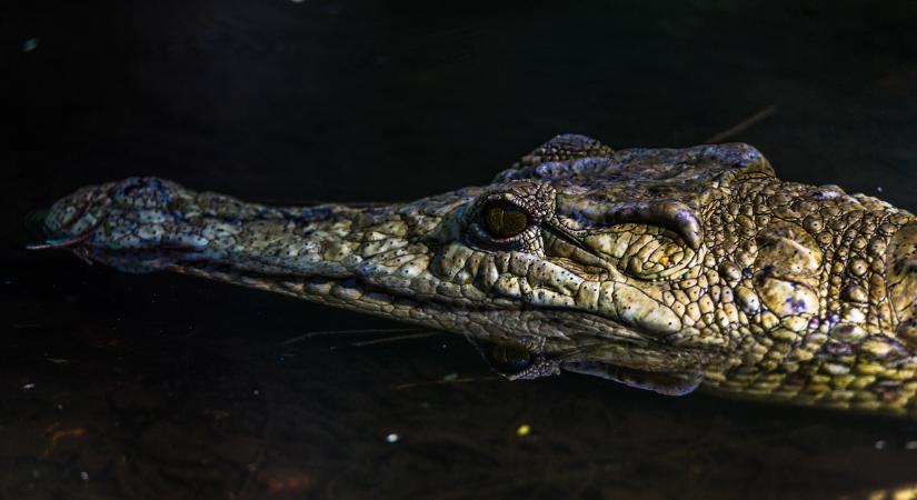 Szerettei szeme láttára történt megrázó tragédia a négygyermekes apával