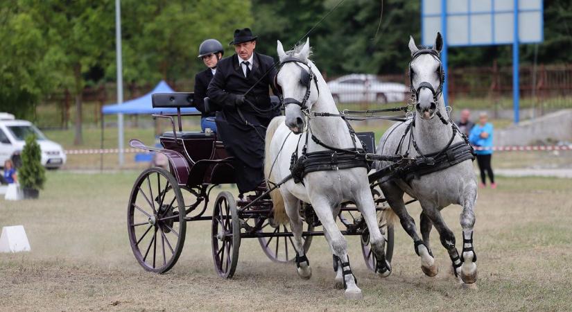 Összevetések döntöttek a jubileumi fogathajtó versenyen
