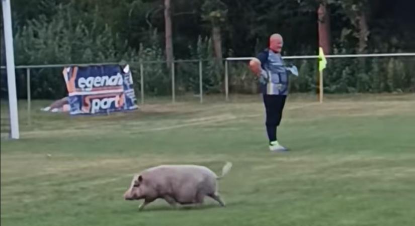 Disznó szaladt a pályára, félbeszakadt a kupameccs