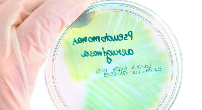 Pseudomonas baktériumok okozta fertőzések