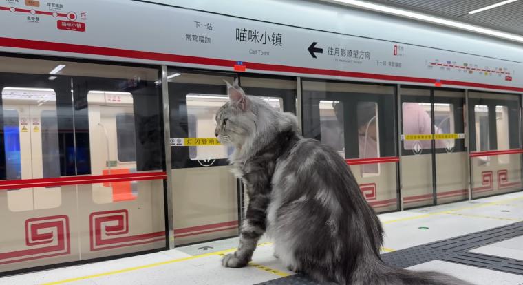 Egy kínai férfi metróhálózatot épített a macskáinak