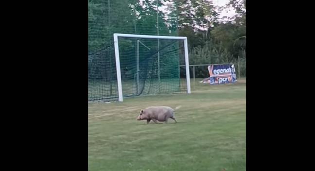Disznó szaladt be a pályára a magyar focimeccsen, nagyot megy az erről készült videó a TikTokon