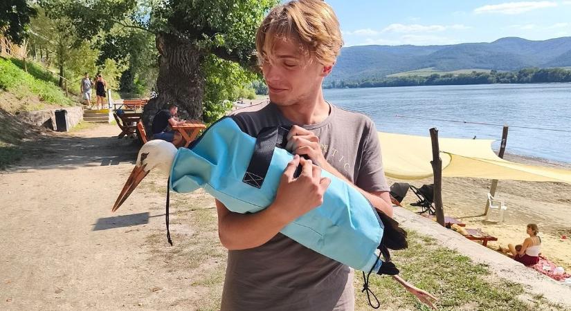 Lelőtték a szeretett magyar gólyát: élet és halál között lebeg az állat fotók