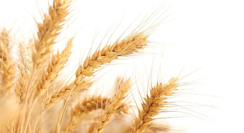 Agrárminisztérium: az államalapítás és az új kenyér a magyarság megmaradásának jelképe