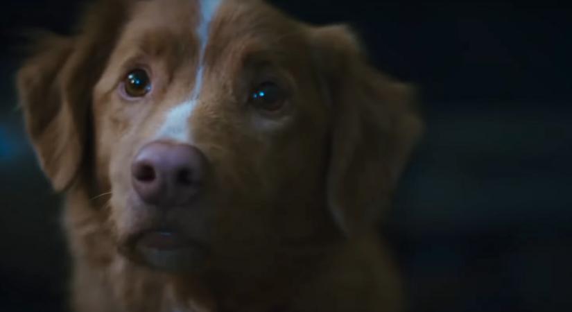 Good Boy: Előzetes érkezett az év egyik legkülönösebb, egyben legünnepeltebb horrorjához, melyben egy odaadó kutya szemszögéből láthatunk egy rémületes kísértetjárást