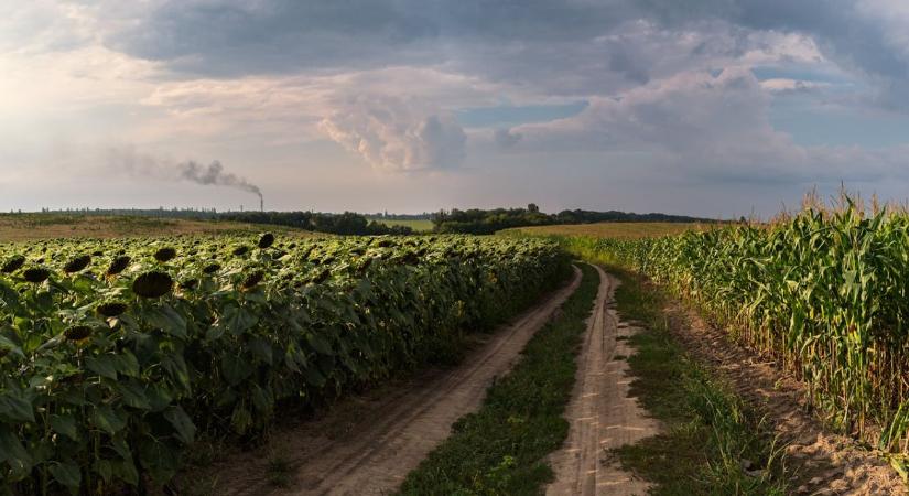 Tudományos szenzáció, ami áttörést hozhat a terméshozam növelésében