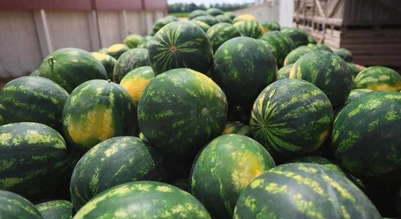 Szereted a dinnyét? Kiderült, meddig ehetünk még a mézédes gyümölcsből