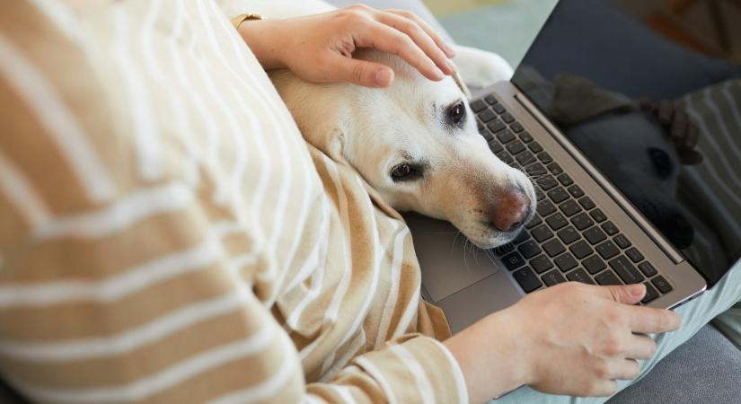 Felmondási hullámot hozna a home office megszüntetése