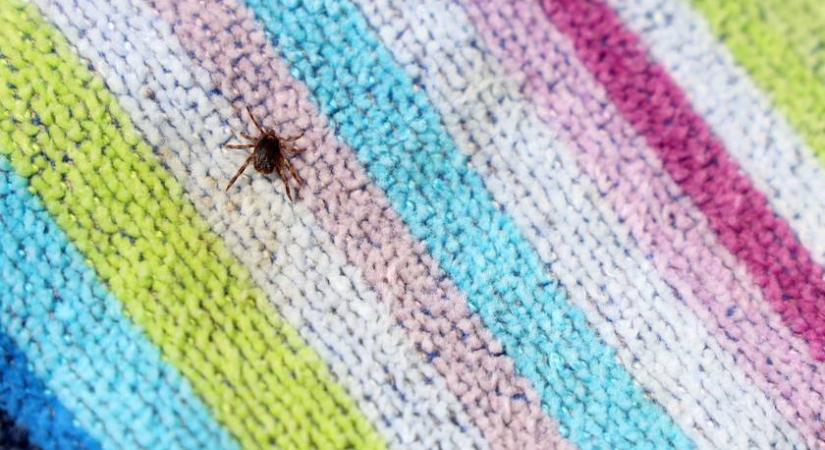 Még ma menj orvoshoz, ha ilyen kullancs csípett meg – Újfajta vérszívó jelent meg Magyarországon