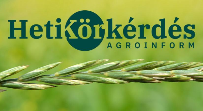 Mivel és hogyan óvhatjuk meg a kalászos állományt vetőmagcsávázással? – Heti Körkérdés