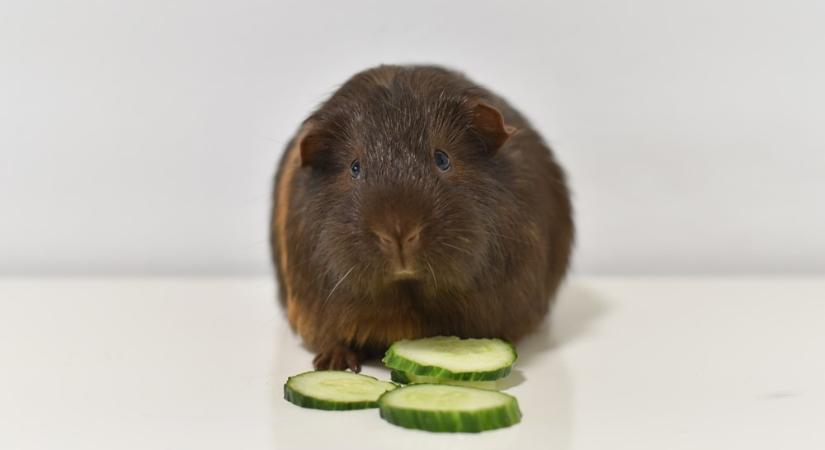 Amikor a tengerimalac „durcás” – Mit ér a kritikus antropomorfizmus a hobbiállatoknál?