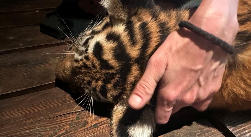 Élet-halál között a budapesti kistigris: agyvérzést kapott Szása