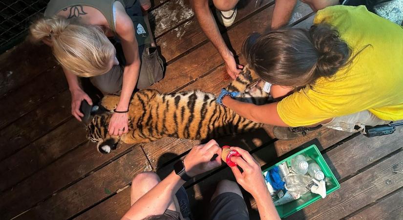 Agyvérzést kapott Szása, a budapesti állatkert kistigrise