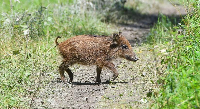 Csíkos hátú vadmalacok lakmároztak a nyaralóban a Balatonnál – lefilmezték őket