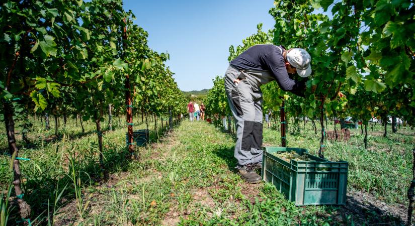 Berobbant a szüret a hazai borvidéken: már a présekben csorog a friss Irsai Olivér és Zweigelt rozé